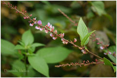 Desmodium triquetrum
